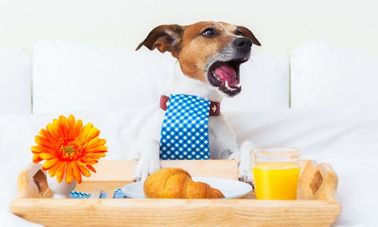 ¡Deja tu mascota en buenos cuidados! 3 apps de hospedaje para perros en México